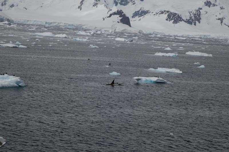 antarcticblogtwo182.jpg