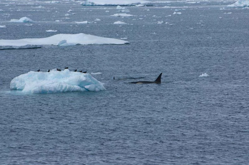 antarcticblogtwo181.jpg