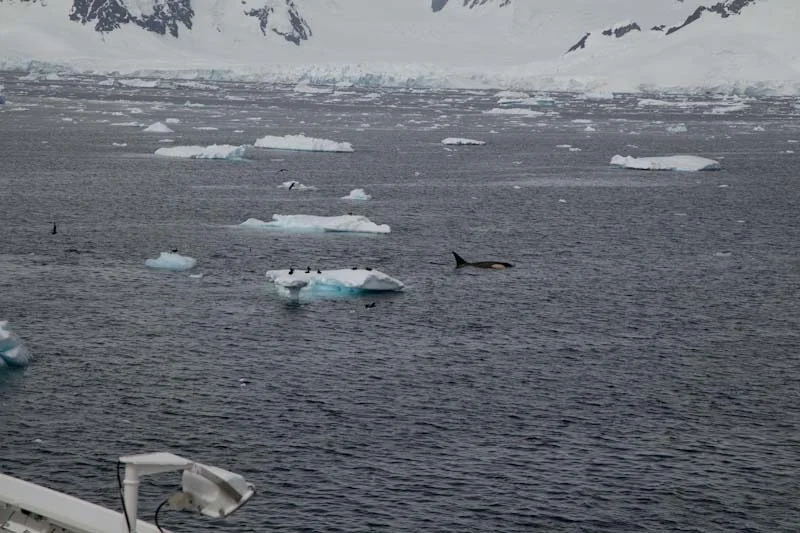 antarcticblogtwo183.jpg