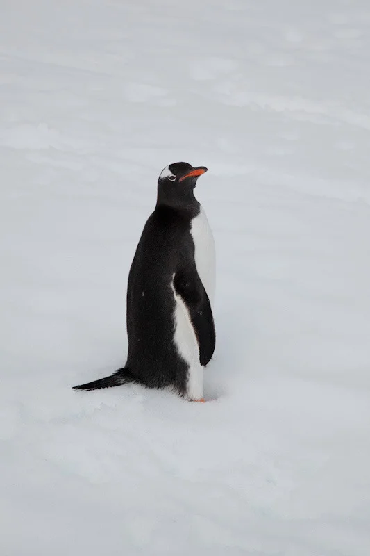 antarcticblogtwo200.jpg