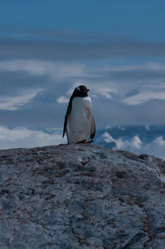 antarcticblogtwo209.jpg
