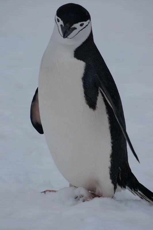 antarcticblogtwo146.jpg
