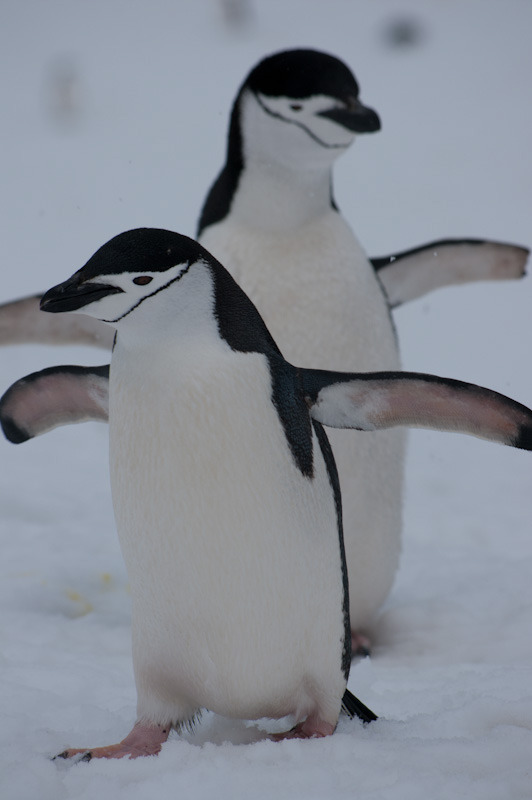 antarcticblogtwo145.jpg
