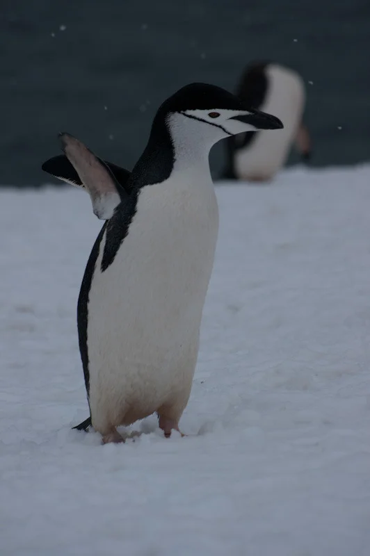 antarcticblogtwo142.jpg