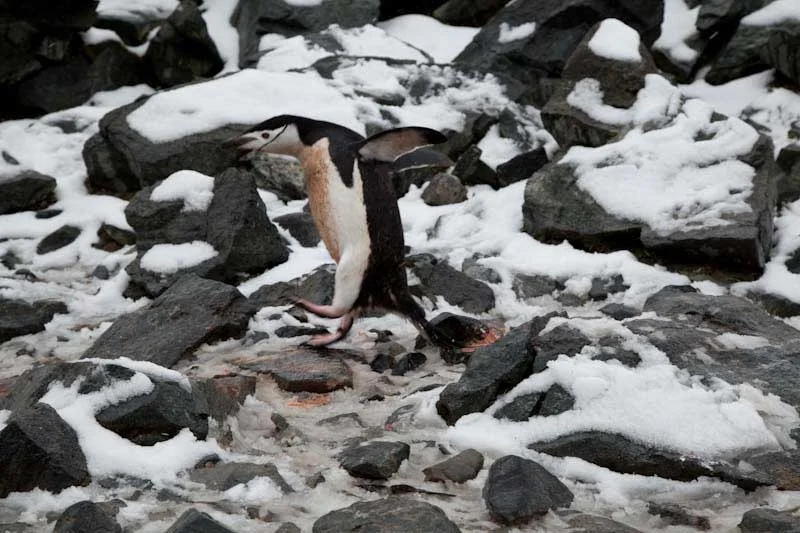 antarcticblogtwo141.jpg