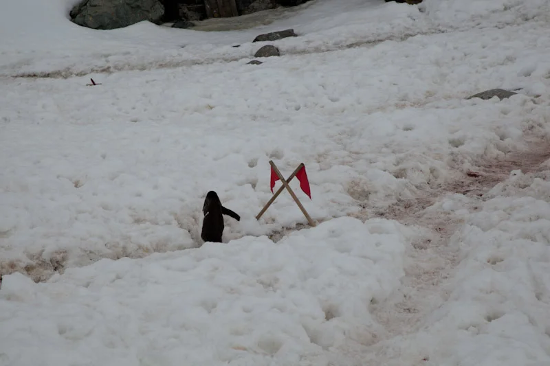 antarcticblogtwo168.jpg