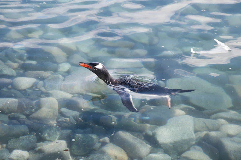 antarcticblogtwo217.jpg