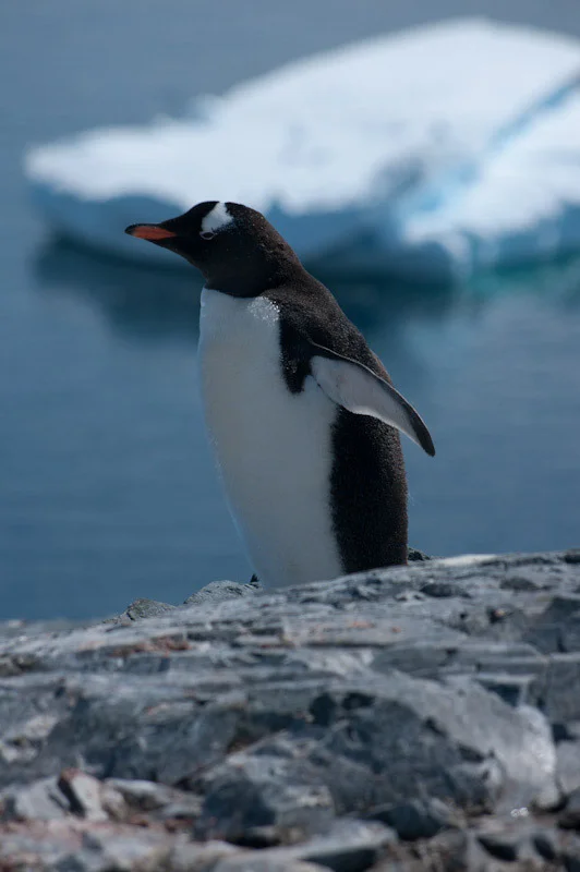 antarcticblogtwo213.jpg