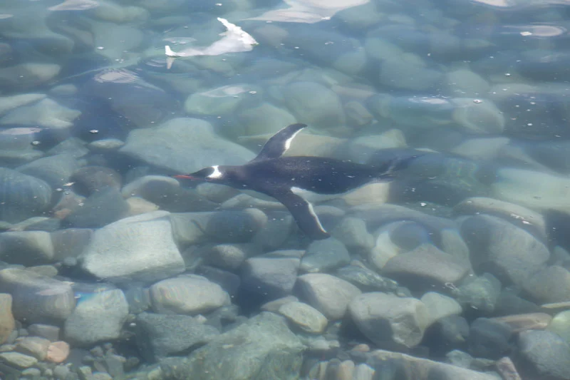antarcticblogtwo215.jpg