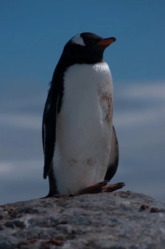 antarcticblogtwo211.jpg
