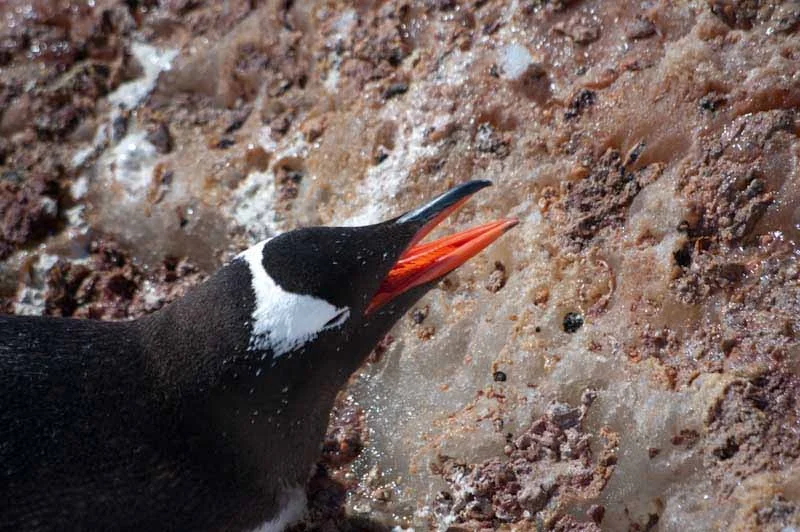 antarcticblogtwo235.jpg