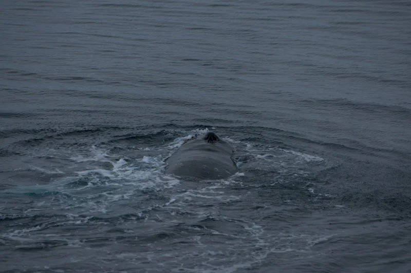 antarcticblogtwo246.jpg
