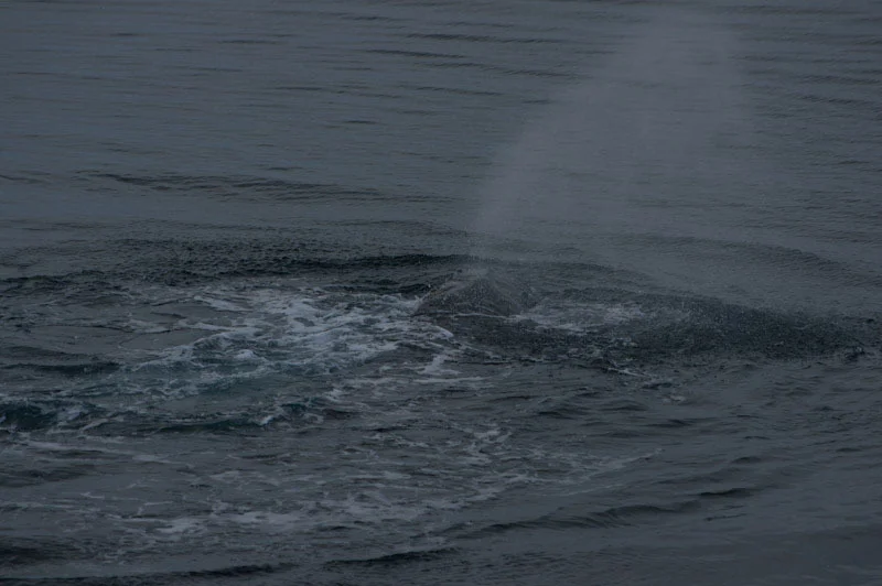 antarcticblogtwo245.jpg