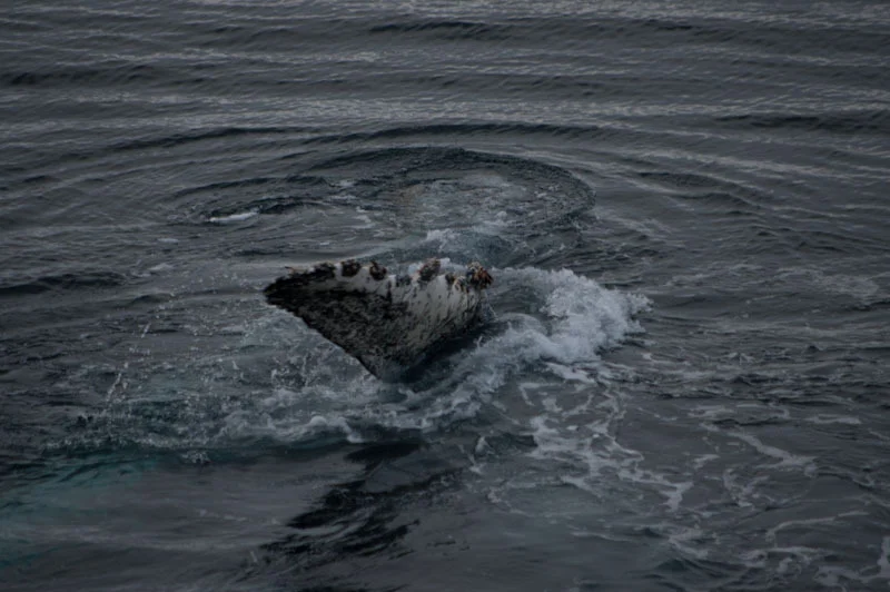 antarcticblogtwo247.jpg