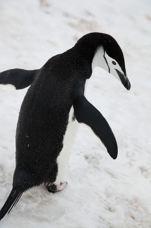 antarcticblogtwo122.jpg