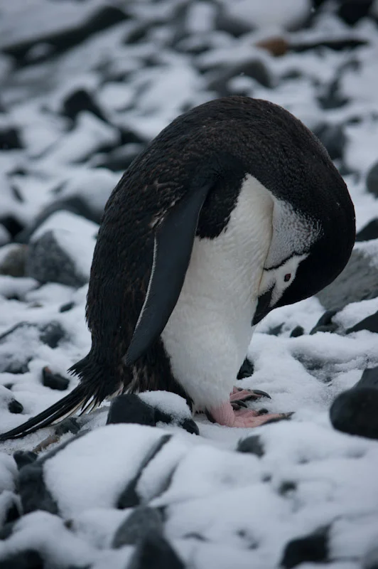antarcticblogtwo123.jpg