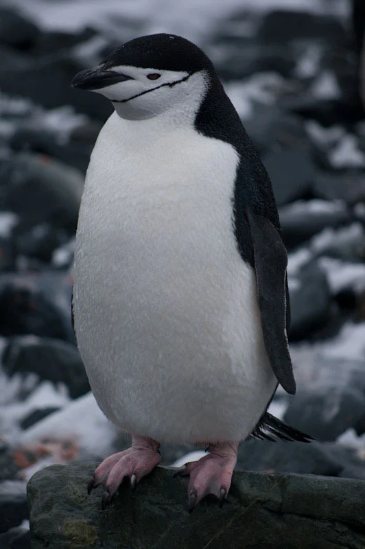 antarcticblogtwo131.jpg