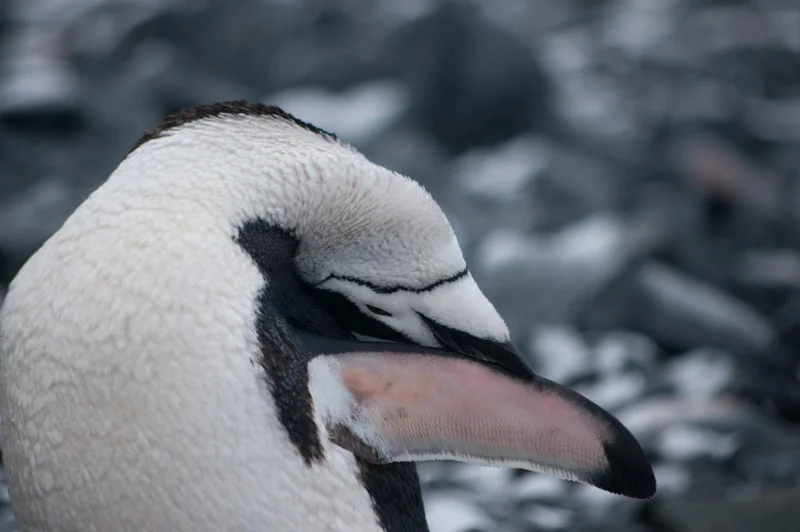antarcticblogtwo132.jpg
