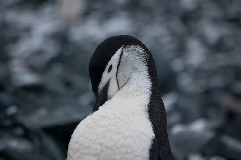 antarcticblogtwo133.jpg