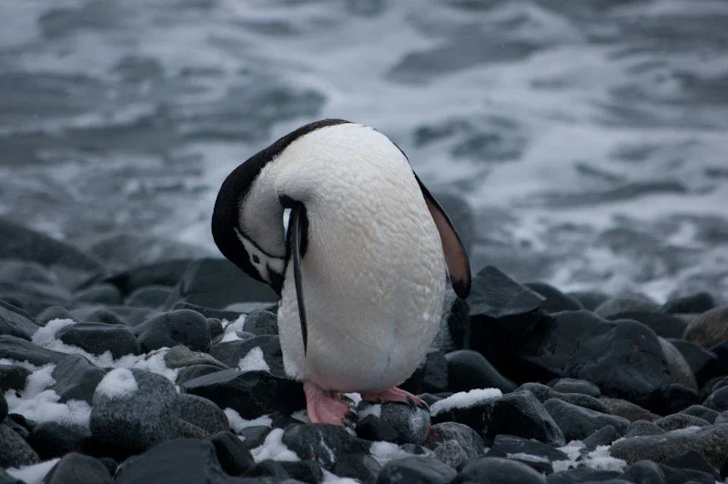 antarcticblogtwo134.jpg
