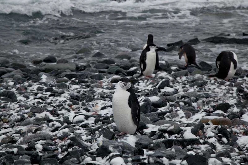 antarcticblogtwo130.jpg