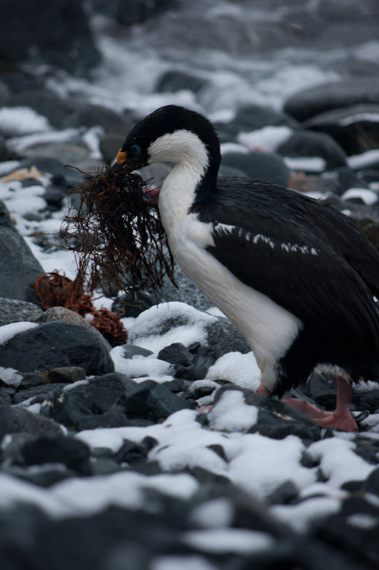 antarcticblogtwo124.jpg