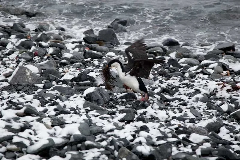 antarcticblogtwo125.jpg