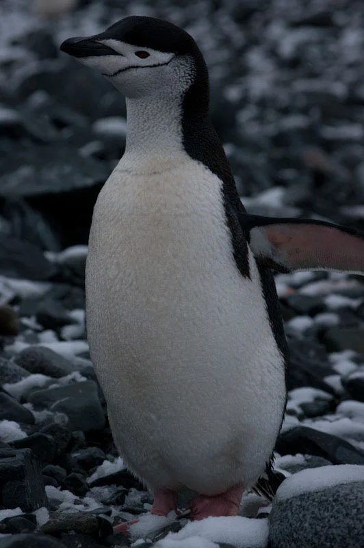 antarcticblogtwo126.jpg
