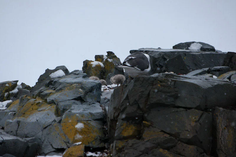 antarcticblogtwo136.jpg