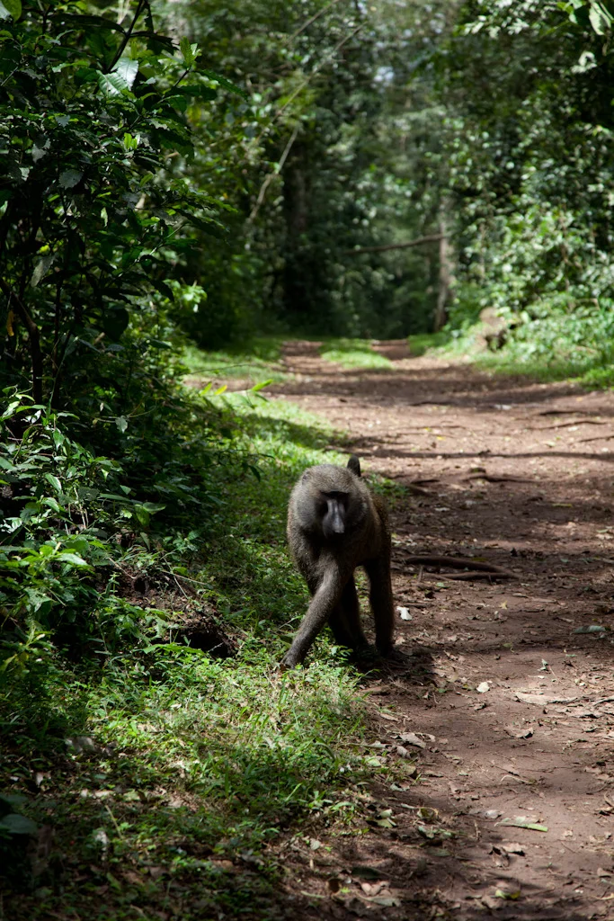 uganda blog gallery-18.jpg