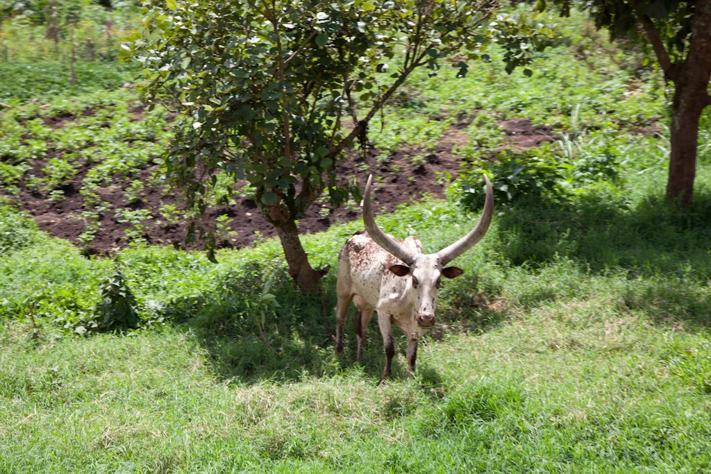 uganda blog gallery-16.jpg