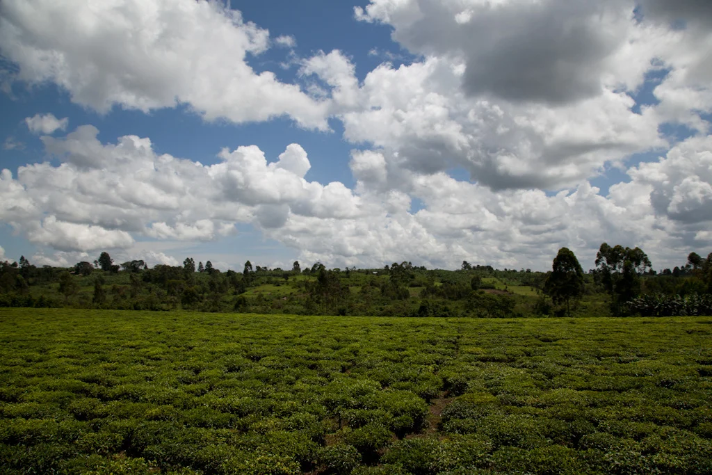 uganda blog gallery-15.jpg