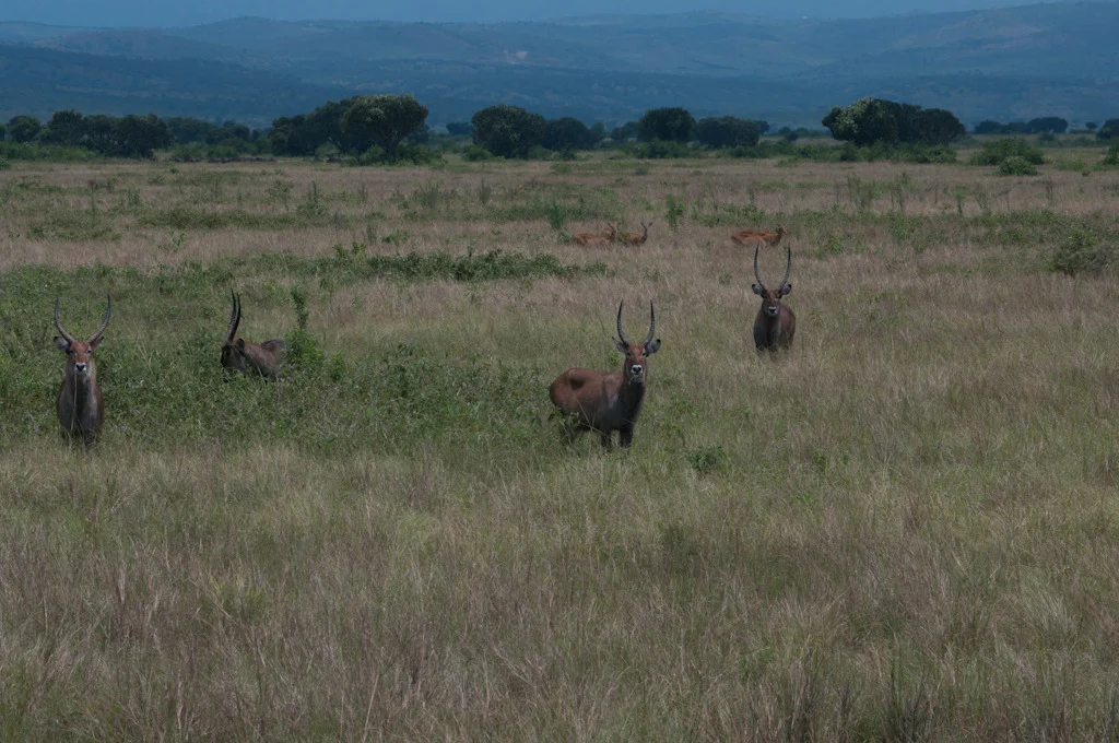uganda blog gallery-29.jpg