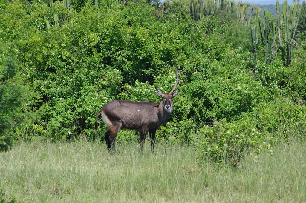 uganda blog gallery-36.jpg