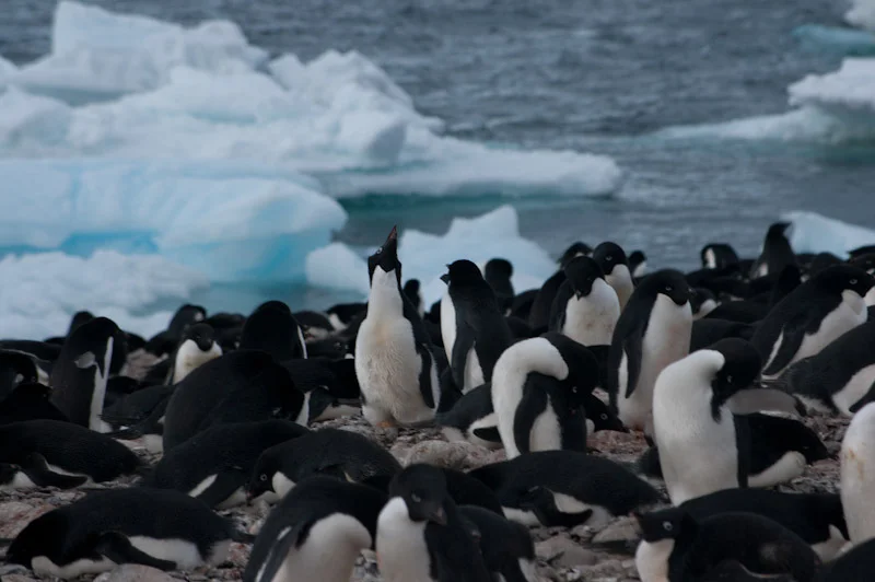 antarticablogone70.jpg