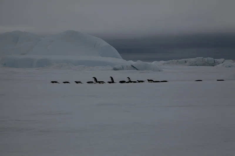 antarticablogone61.jpg