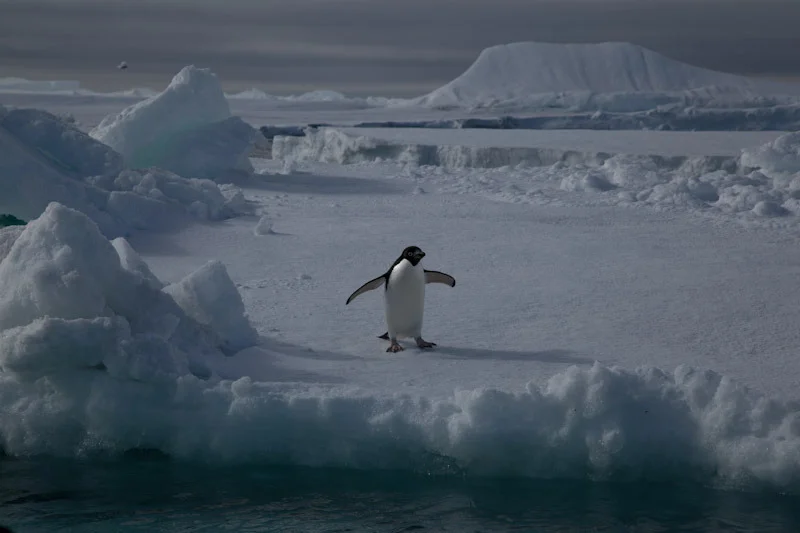 antarticablogone63.jpg
