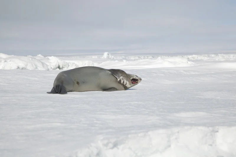 antarticablogone65.jpg