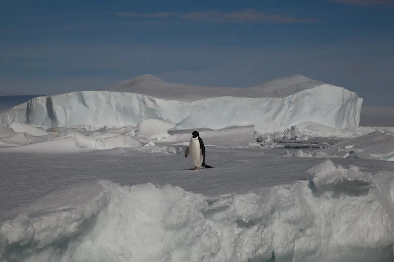 antarticablogone66.jpg