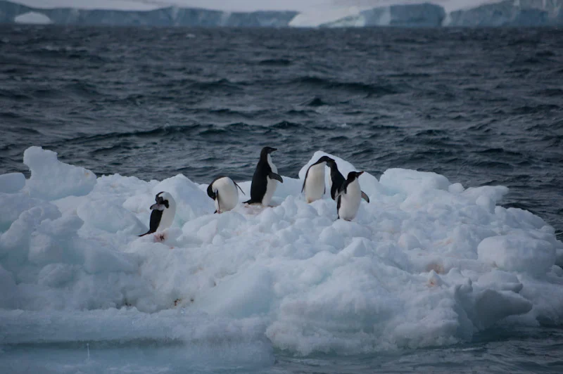 antarticablogone79.jpg