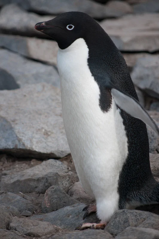 antarticablogone72.jpg