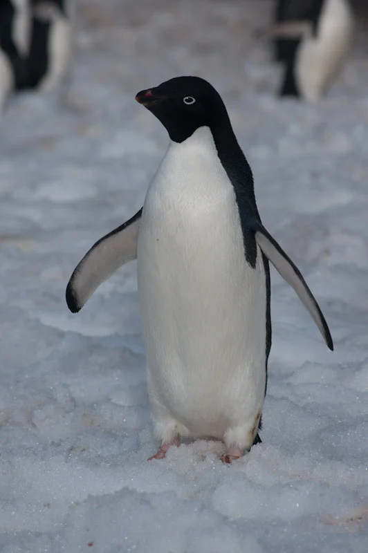 antarticablogone73.jpg