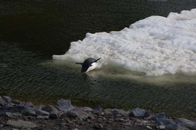 antarticablogone74.jpg