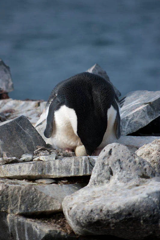 antarticablogone76.jpg