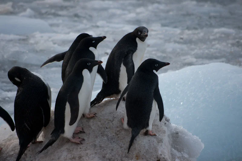 antarticablogone78.jpg