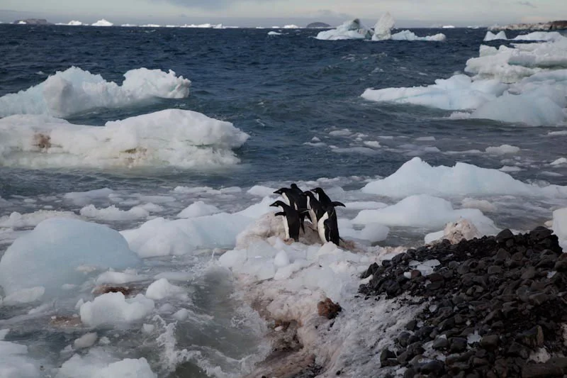 antarticablogone89.jpg