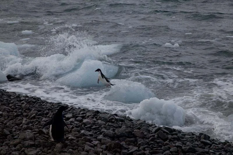 antarticablogone90.jpg