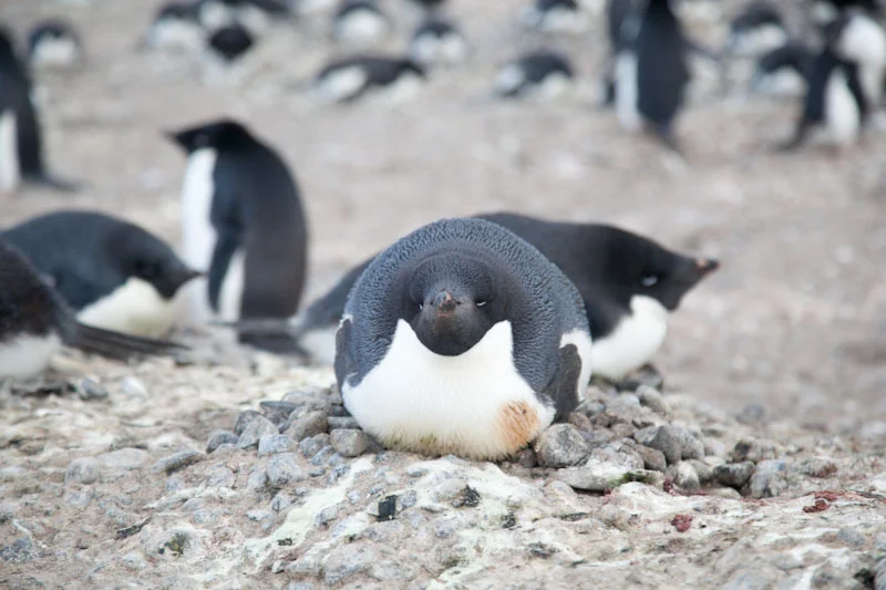 antarticablogone91.jpg