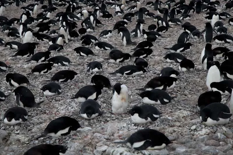 antarticablogone81.jpg