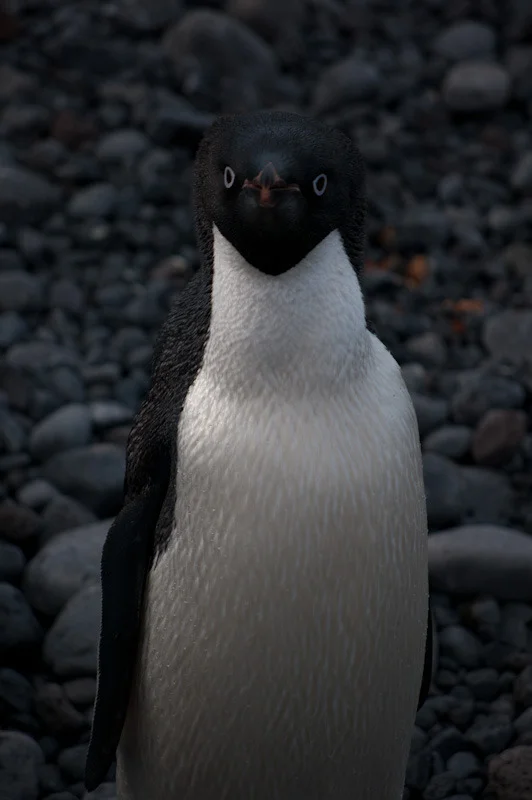 antarticablogone85.jpg